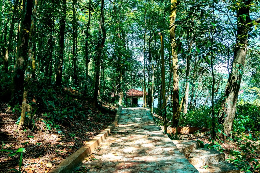 Forest path to ceremony
